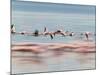 Lesser Flamingoes (Phoenicopterus Minor), Lake Nakuru, Kenya-Keren Su-Mounted Photographic Print