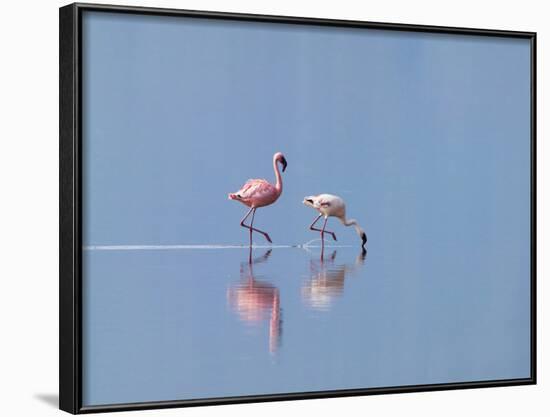 Lesser Flamingoes (Phoenicopterus Minor), Lake Nakuru, Kenya-Keren Su-Framed Photographic Print