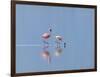 Lesser Flamingoes (Phoenicopterus Minor), Lake Nakuru, Kenya-Keren Su-Framed Photographic Print