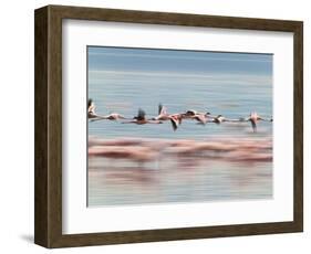 Lesser Flamingoes (Phoenicopterus Minor), Lake Nakuru, Kenya-Keren Su-Framed Photographic Print