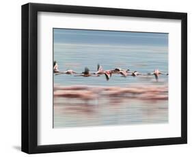 Lesser Flamingoes (Phoenicopterus Minor), Lake Nakuru, Kenya-Keren Su-Framed Photographic Print