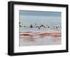 Lesser Flamingoes (Phoenicopterus Minor), Lake Nakuru, Kenya-Keren Su-Framed Photographic Print