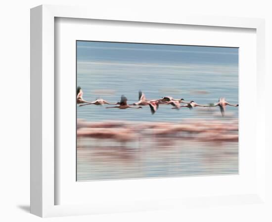 Lesser Flamingoes (Phoenicopterus Minor), Lake Nakuru, Kenya-Keren Su-Framed Photographic Print