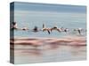 Lesser Flamingoes (Phoenicopterus Minor), Lake Nakuru, Kenya-Keren Su-Stretched Canvas