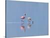 Lesser Flamingoes (Phoenicopterus Minor), Lake Nakuru, Kenya-Keren Su-Stretched Canvas