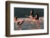 Lesser Flamingos at Lake Nakuru National Park, Kenya-Steffen Foerster-Framed Photographic Print