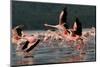 Lesser Flamingos at Lake Nakuru National Park, Kenya-Steffen Foerster-Mounted Photographic Print