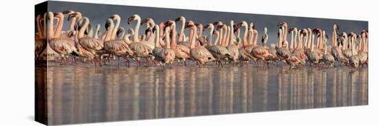 Lesser Flamingos in Water-null-Stretched Canvas