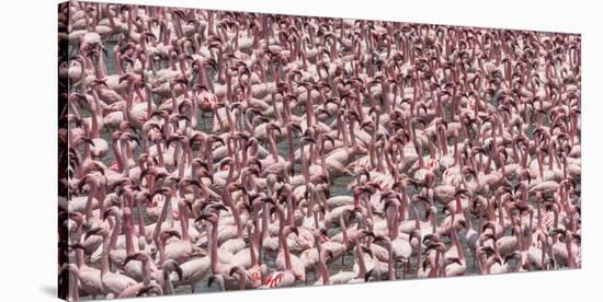 Lesser flamingos, Lake Naivasha, Kenya-Art Wolfe-Stretched Canvas