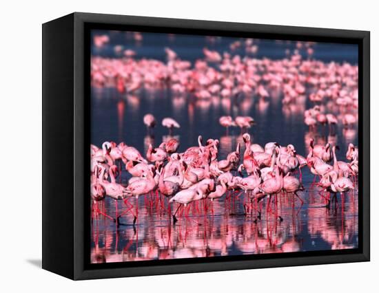 Lesser Flamingos, Lake Nakuru, Kenya-Charles Sleicher-Framed Stretched Canvas