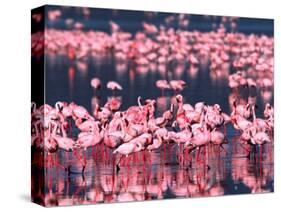 Lesser Flamingos, Lake Nakuru, Kenya-Charles Sleicher-Stretched Canvas