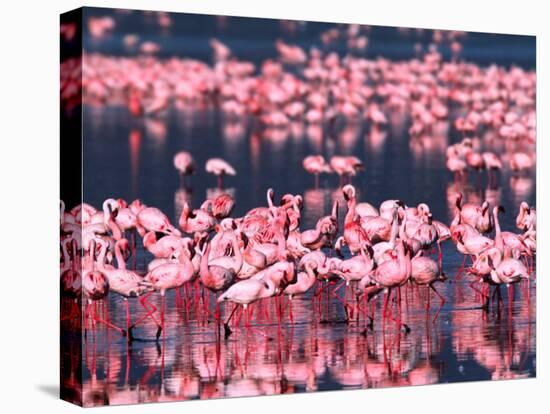 Lesser Flamingos, Lake Nakuru, Kenya-Charles Sleicher-Stretched Canvas