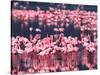 Lesser Flamingos, Lake Nakuru, Kenya-Charles Sleicher-Stretched Canvas