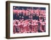 Lesser Flamingos, Lake Nakuru, Kenya-Charles Sleicher-Framed Premium Photographic Print