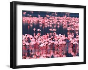 Lesser Flamingos, Lake Nakuru, Kenya-Charles Sleicher-Framed Premium Photographic Print