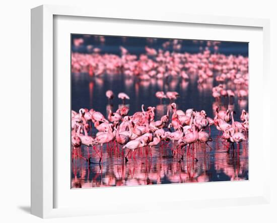 Lesser Flamingos, Lake Nakuru, Kenya-Charles Sleicher-Framed Premium Photographic Print