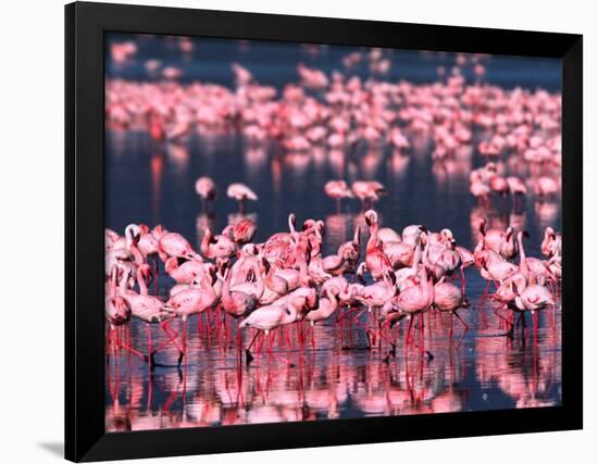 Lesser Flamingos, Lake Nakuru, Kenya-Charles Sleicher-Framed Premium Photographic Print