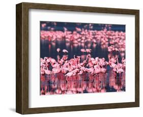 Lesser Flamingos, Lake Nakuru, Kenya-Charles Sleicher-Framed Photographic Print