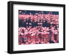 Lesser Flamingos, Lake Nakuru, Kenya-Charles Sleicher-Framed Photographic Print