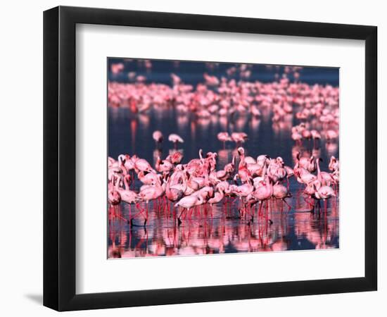 Lesser Flamingos, Lake Nakuru, Kenya-Charles Sleicher-Framed Photographic Print