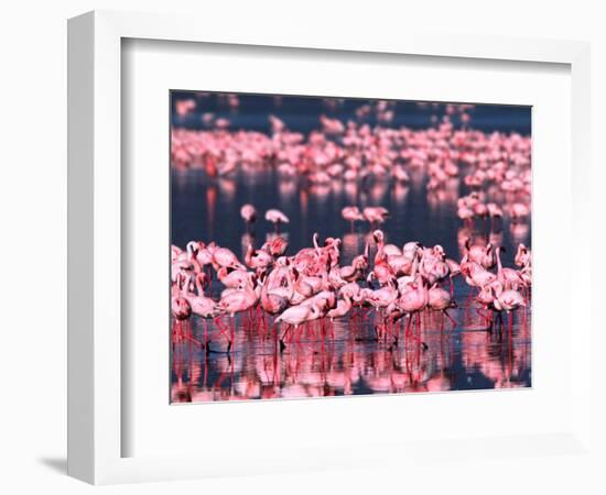 Lesser Flamingos, Lake Nakuru, Kenya-Charles Sleicher-Framed Photographic Print