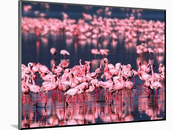 Lesser Flamingos, Lake Nakuru, Kenya-Charles Sleicher-Mounted Photographic Print