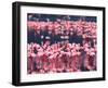 Lesser Flamingos, Lake Nakuru, Kenya-Charles Sleicher-Framed Photographic Print