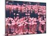 Lesser Flamingos, Lake Nakuru, Kenya-Charles Sleicher-Mounted Photographic Print