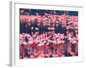 Lesser Flamingos, Lake Nakuru, Kenya-Charles Sleicher-Framed Photographic Print