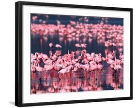 Lesser Flamingos, Lake Nakuru, Kenya-Charles Sleicher-Framed Photographic Print