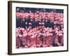 Lesser Flamingos, Lake Nakuru, Kenya-Charles Sleicher-Framed Photographic Print