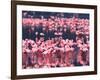 Lesser Flamingos, Lake Nakuru, Kenya-Charles Sleicher-Framed Photographic Print