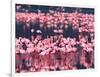 Lesser Flamingos, Lake Nakuru, Kenya-Charles Sleicher-Framed Photographic Print