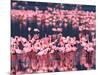 Lesser Flamingos, Lake Nakuru, Kenya-Charles Sleicher-Mounted Photographic Print