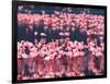 Lesser Flamingos, Lake Nakuru, Kenya-Charles Sleicher-Framed Photographic Print