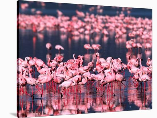 Lesser Flamingos, Lake Nakuru, Kenya-Charles Sleicher-Stretched Canvas