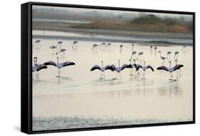 Lesser Flamingos, Little Rann of Kutch, Gujarat, India, Asia-Bhaskar Krishnamurthy-Framed Stretched Canvas