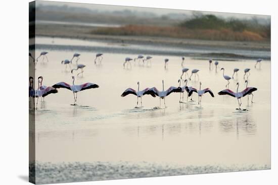 Lesser Flamingos, Little Rann of Kutch, Gujarat, India, Asia-Bhaskar Krishnamurthy-Stretched Canvas