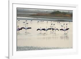 Lesser Flamingos, Little Rann of Kutch, Gujarat, India, Asia-Bhaskar Krishnamurthy-Framed Photographic Print