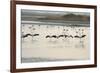 Lesser Flamingos, Little Rann of Kutch, Gujarat, India, Asia-Bhaskar Krishnamurthy-Framed Photographic Print