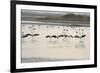 Lesser Flamingos, Little Rann of Kutch, Gujarat, India, Asia-Bhaskar Krishnamurthy-Framed Photographic Print