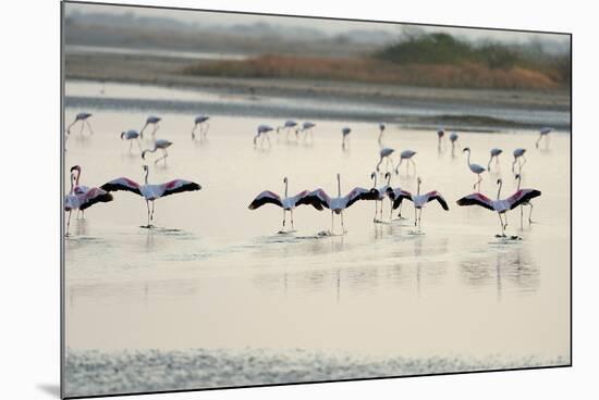 Lesser Flamingos, Little Rann of Kutch, Gujarat, India, Asia-Bhaskar Krishnamurthy-Mounted Photographic Print