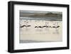 Lesser Flamingos, Little Rann of Kutch, Gujarat, India, Asia-Bhaskar Krishnamurthy-Framed Photographic Print