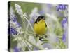 Lesser Goldfinch Black-Backed Male on Mealy Sage Hill Country, Texas, USA-Rolf Nussbaumer-Stretched Canvas