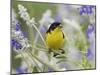 Lesser Goldfinch Black-Backed Male on Mealy Sage Hill Country, Texas, USA-Rolf Nussbaumer-Mounted Photographic Print
