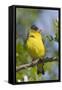 Lesser Goldfinch-Hal Beral-Framed Stretched Canvas