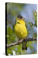 Lesser Goldfinch-Hal Beral-Stretched Canvas