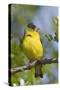 Lesser Goldfinch-Hal Beral-Stretched Canvas