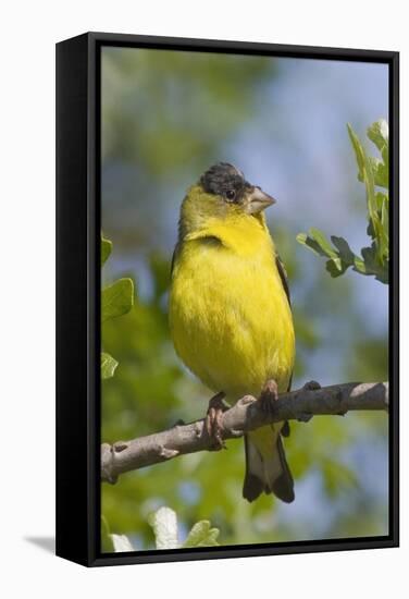 Lesser Goldfinch-Hal Beral-Framed Stretched Canvas