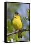 Lesser Goldfinch-Hal Beral-Framed Stretched Canvas